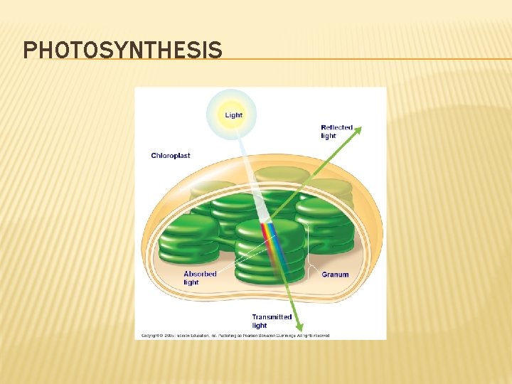 PHOTOSYNTHESIS 