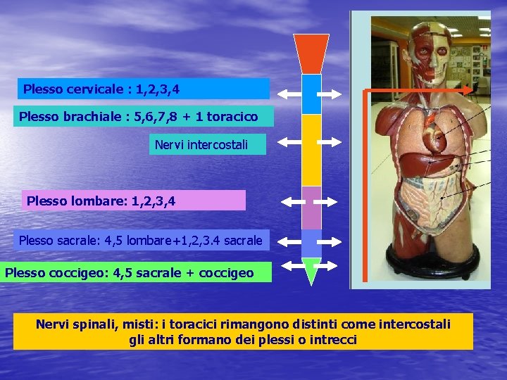 Plesso cervicale : 1, 2, 3, 4 Plesso brachiale : 5, 6, 7, 8