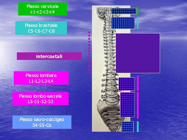 Plesso cervicale c 1 -c 2 -c 3 -c 4 Plesso brachiale C 5