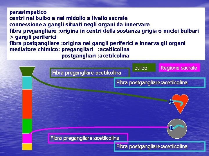 parasimpatico centri nel bulbo e nel midollo a livello sacrale connessione a gangli situati