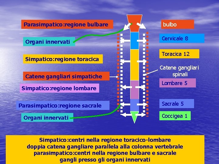 Parasimpatico: regione bulbare Organi innervati Simpatico: regione toracica Catene gangliari simpatiche Simpatico: regione lombare