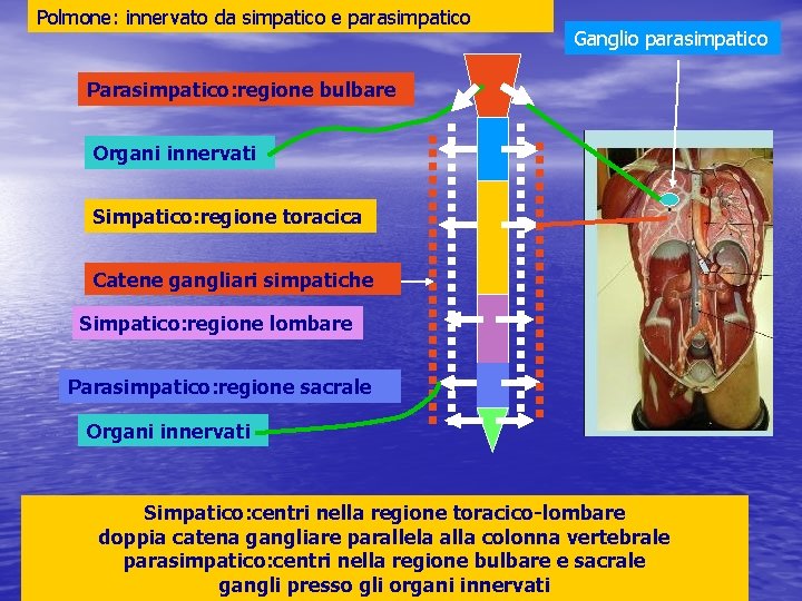 Polmone: innervato da simpatico e parasimpatico Ganglio parasimpatico Parasimpatico: regione bulbare Organi innervati Simpatico: