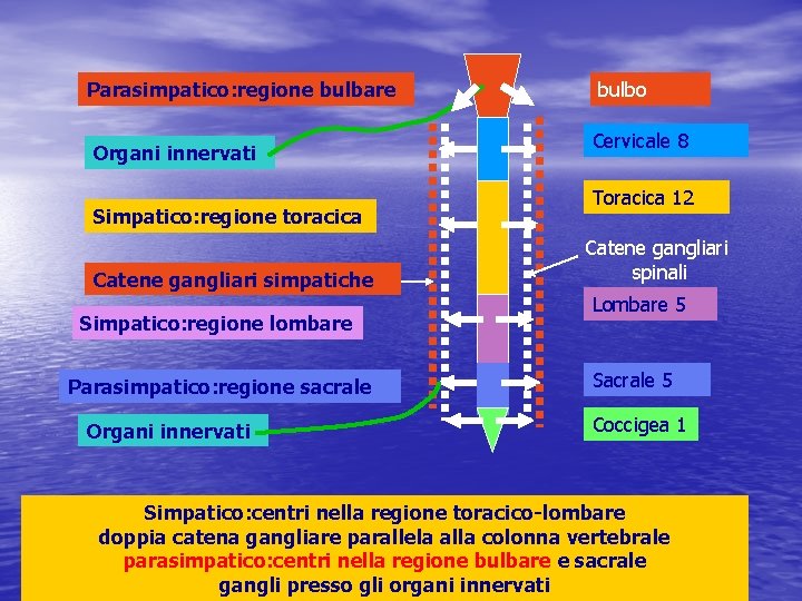 Parasimpatico: regione bulbare Organi innervati Simpatico: regione toracica Catene gangliari simpatiche Simpatico: regione lombare