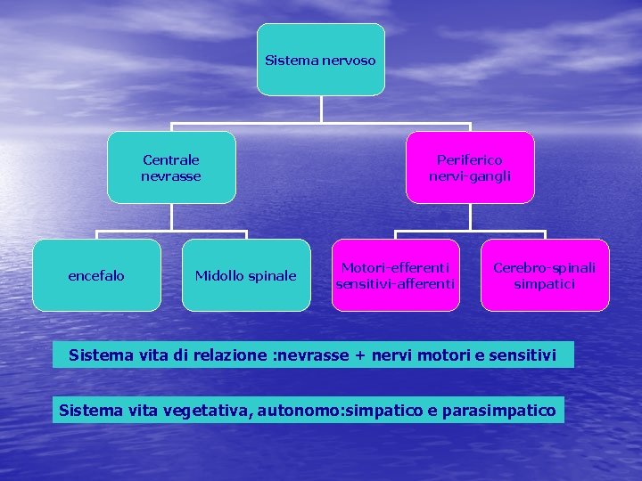 Sistema nervoso Centrale nevrasse encefalo Midollo spinale Periferico nervi-gangli Motori-efferenti sensitivi-afferenti Cerebro-spinali simpatici Sistema