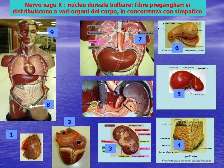 Nervo vago X : nucleo dorsale bulbare: fibre pregangliari si distribuiscono a vari organi