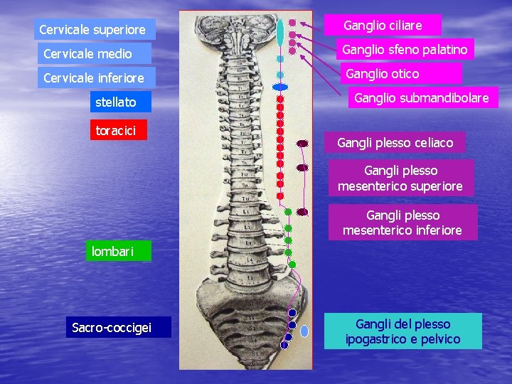 Cervicale superiore Ganglio ciliare Cervicale medio Ganglio sfeno palatino Cervicale inferiore Ganglio otico stellato