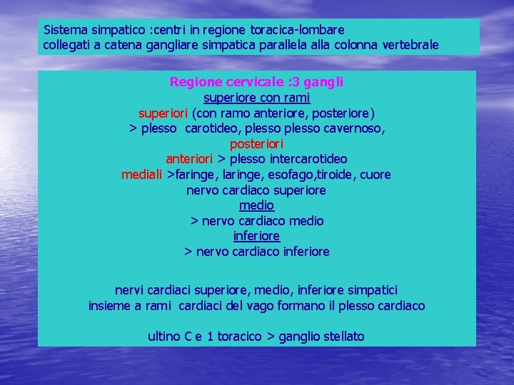 Sistema simpatico : centri in regione toracica-lombare collegati a catena gangliare simpatica parallela alla