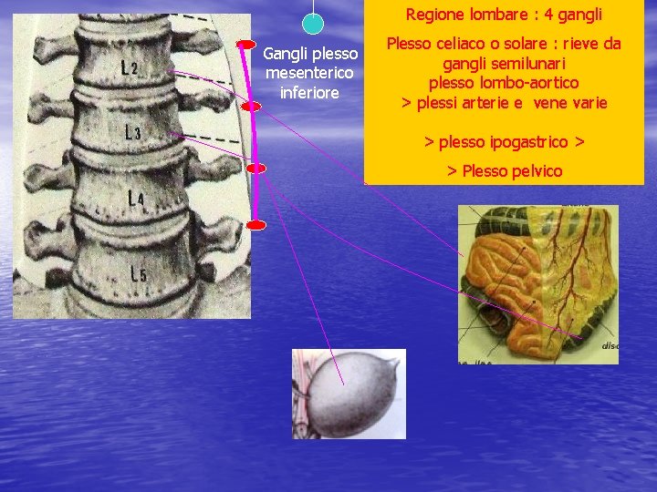 Regione lombare : 4 gangli Gangli plesso mesenterico inferiore Plesso celiaco o solare :