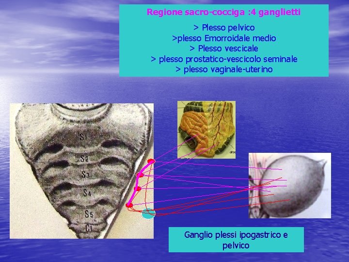 Regione sacro-cocciga : 4 ganglietti > Plesso pelvico >plesso Emorroidale medio > Plesso vescicale
