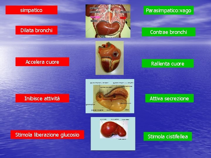 simpatico Dilata bronchi Parasimpatico: vago Contrae bronchi Accelera cuore Rallenta cuore Inibisce attività Attiva