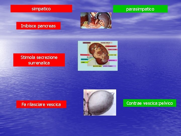 simpatico parasimpatico Inibisce pancreas Stimola secrezione surrenalica Fa rilasciare vescica Contrae vescica: pelvico 