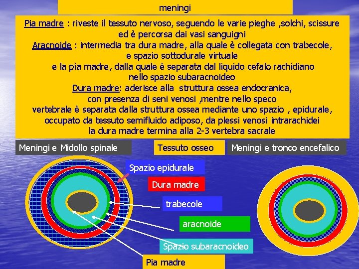 meningi Pia madre : riveste il tessuto nervoso, seguendo le varie pieghe , solchi,