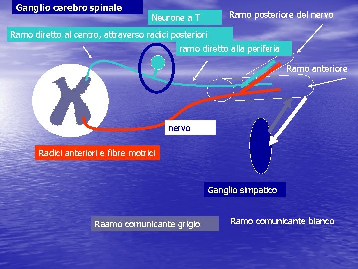 Ganglio cerebro spinale Neurone a T Ramo posteriore del nervo Ramo diretto al centro,