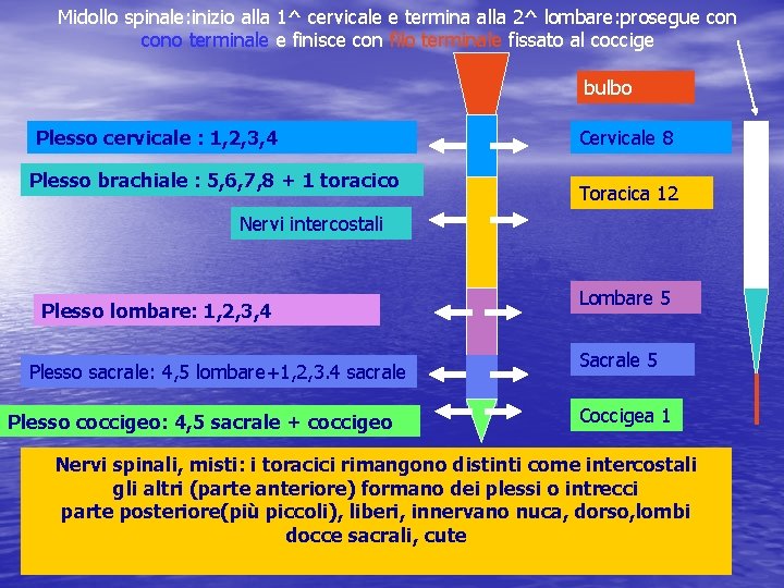 Midollo spinale: inizio alla 1^ cervicale e termina alla 2^ lombare: prosegue cono terminale