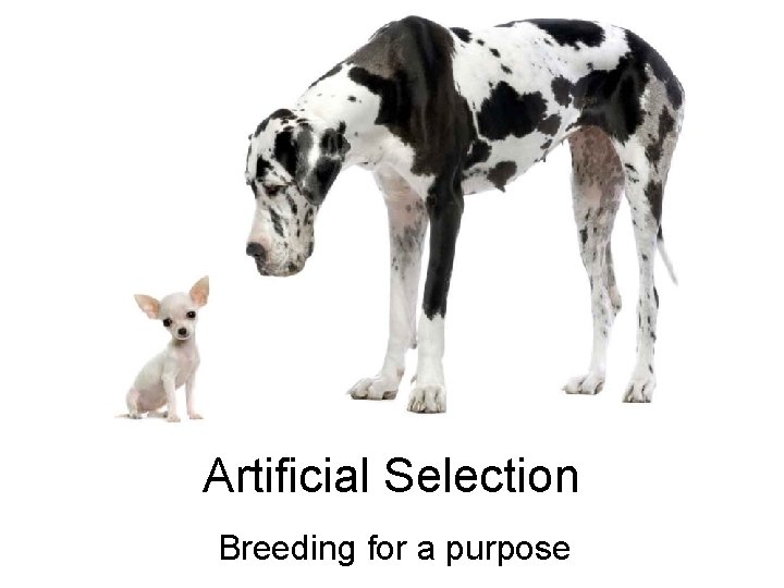 Artificial Selection Breeding for a purpose 