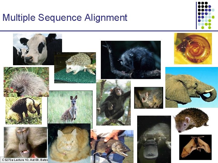 Multiple Sequence Alignment CS 273 a Lecture 10, Aut 08, Batzoglou 