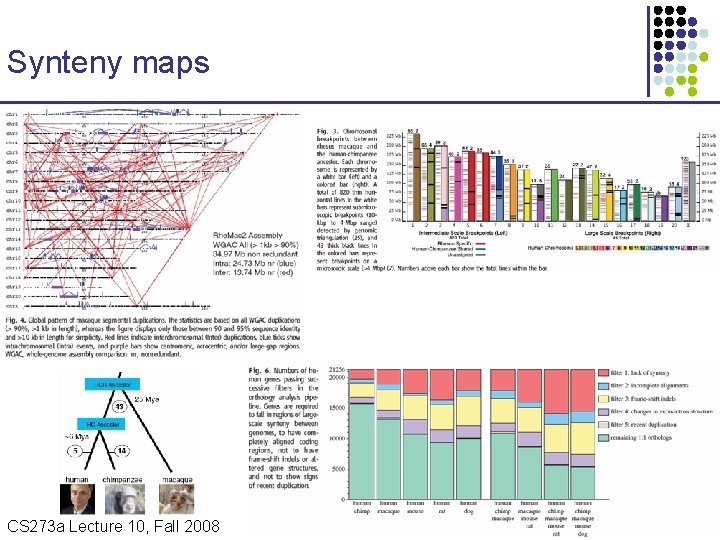 Synteny maps CS 273 a Lecture Fall 2008 CS 273 a Lecture 10, Aut