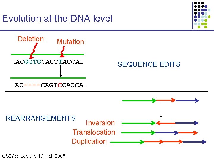 Evolution at the DNA level Deletion Mutation …ACGGTGCAGTTACCA… …AC----CAGTCCACCA… REARRANGEMENTS Inversion Translocation Duplication CS