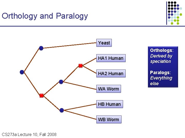 Orthology and Paralogy Yeast HA 1 Human HA 2 Human WA Worm HB Human