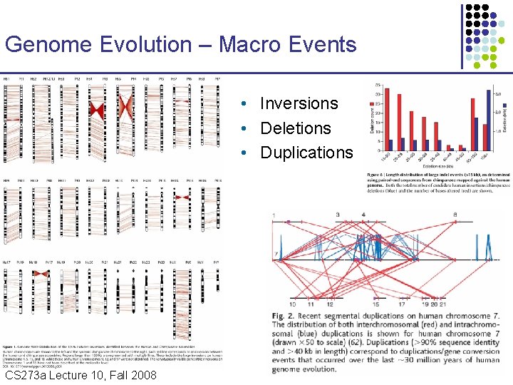 Genome Evolution – Macro Events • Inversions • Deletions • Duplications CS 273 a