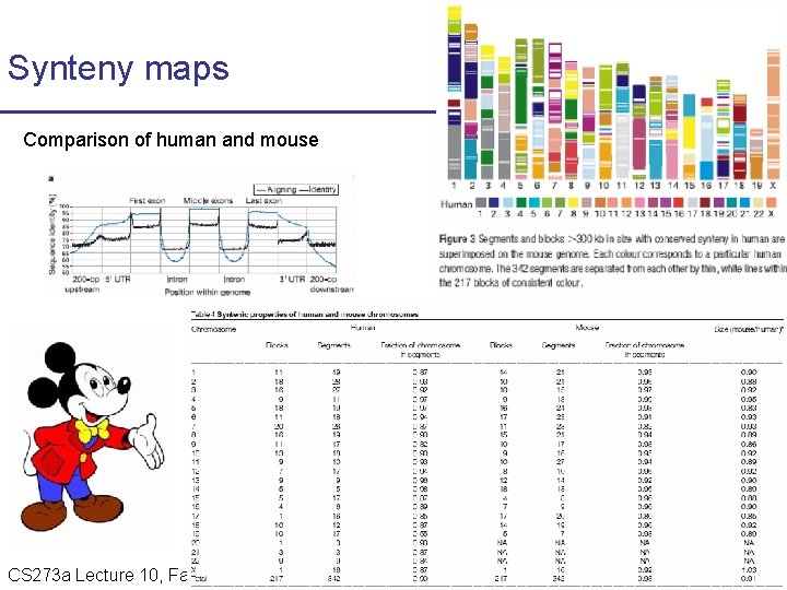 Synteny maps Comparison of human and mouse CS 273 a Lecture Fall 2008 CS