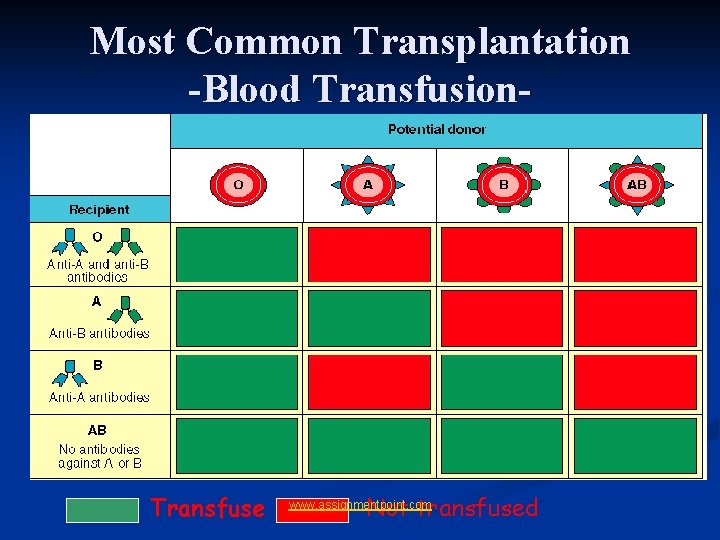 Most Common Transplantation -Blood Transfusion- Transfuse Not transfused www. assignmentpoint. com 