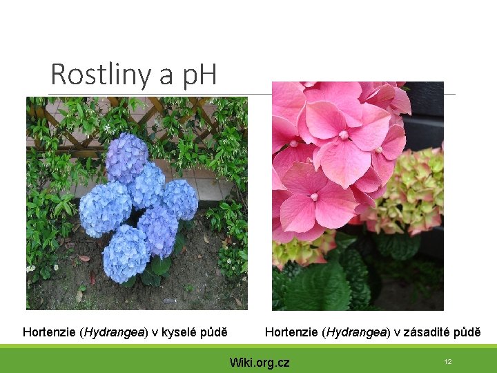 Rostliny a p. H Hortenzie (Hydrangea) v kyselé půdě Hortenzie (Hydrangea) v zásadité půdě