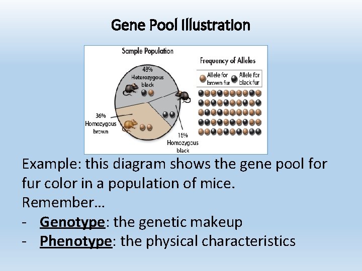 Gene Pool Illustration Example: this diagram shows the gene pool for fur color in