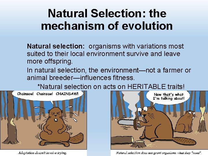 Natural Selection: the mechanism of evolution Natural selection: organisms with variations most suited to