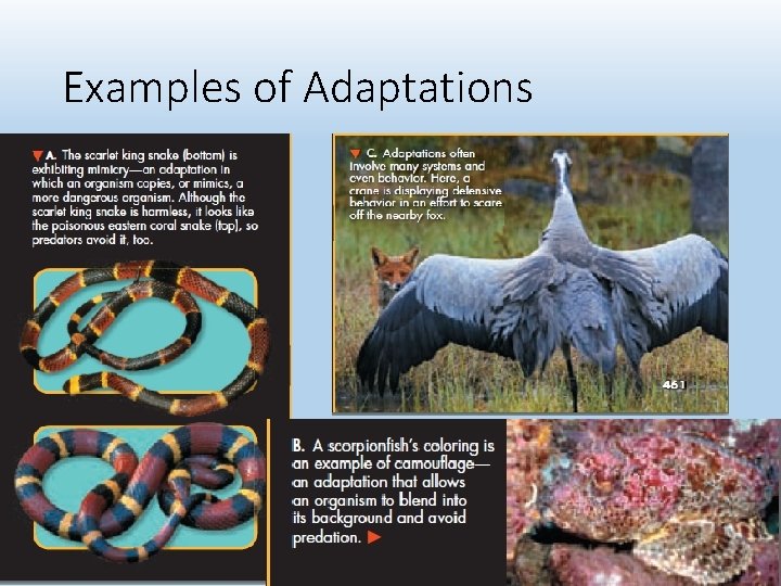 Examples of Adaptations 