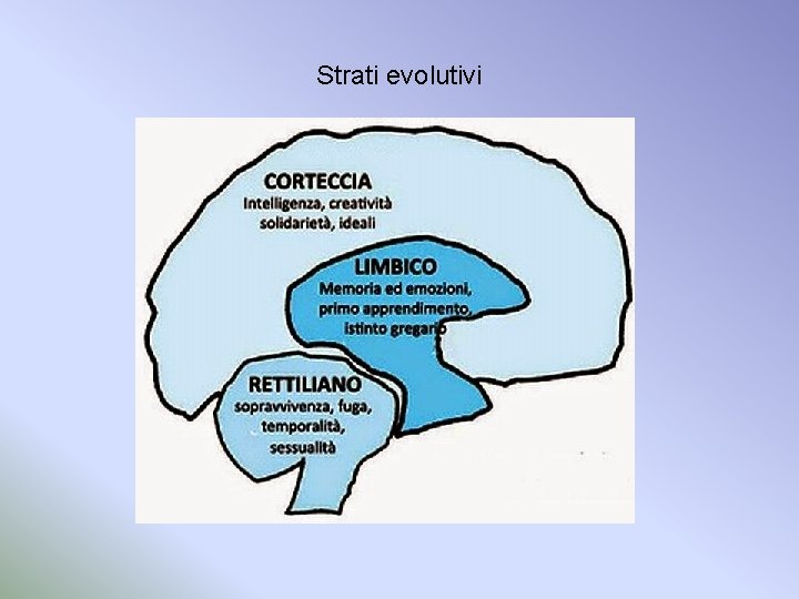 Strati evolutivi 