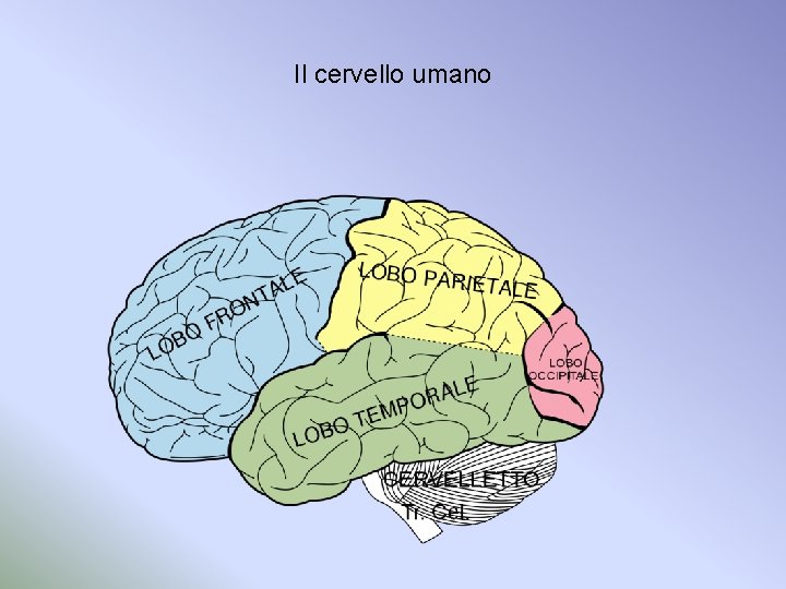 Il cervello umano 