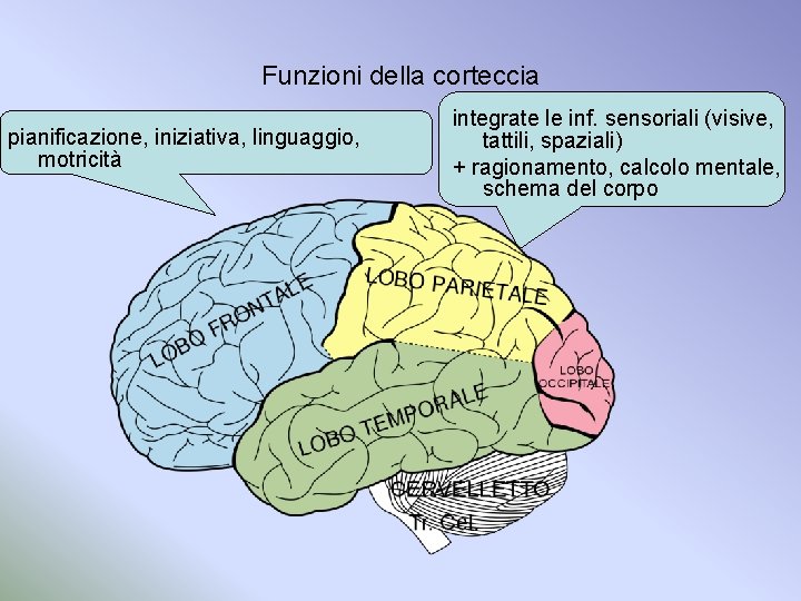 Funzioni della corteccia pianificazione, iniziativa, linguaggio, motricità integrate le inf. sensoriali (visive, tattili, spaziali)