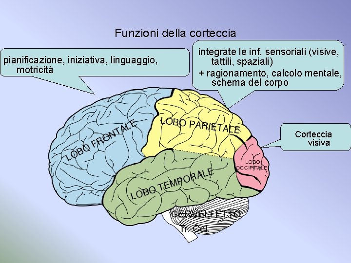 Funzioni della corteccia pianificazione, iniziativa, linguaggio, motricità integrate le inf. sensoriali (visive, tattili, spaziali)