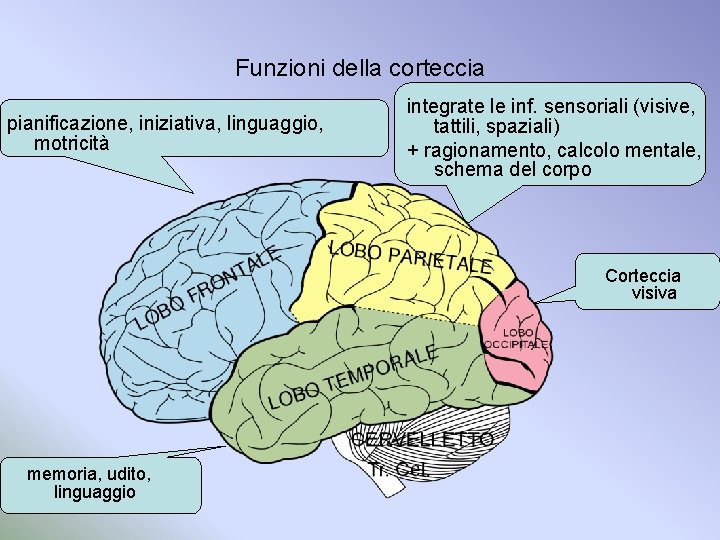 Funzioni della corteccia pianificazione, iniziativa, linguaggio, motricità integrate le inf. sensoriali (visive, tattili, spaziali)