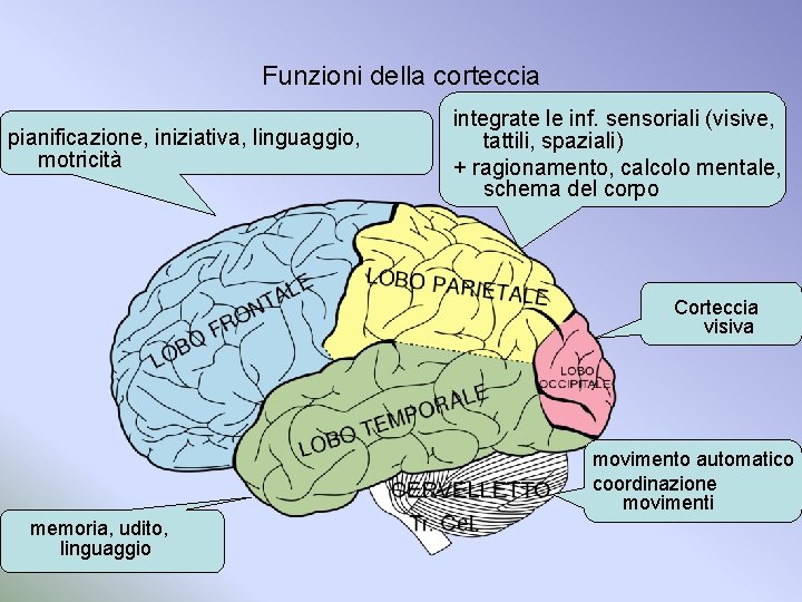 Funzioni della corteccia pianificazione, iniziativa, linguaggio, motricità integrate le inf. sensoriali (visive, tattili, spaziali)