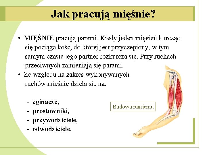 Jak pracują mięśnie? • MIĘŚNIE pracują parami. Kiedy jeden mięsień kurcząc się pociąga kość,