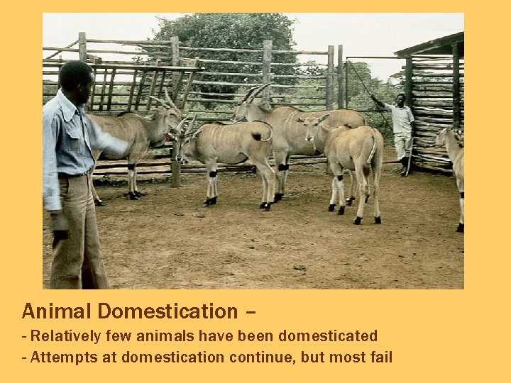Animal Domestication – - Relatively few animals have been domesticated - Attempts at domestication