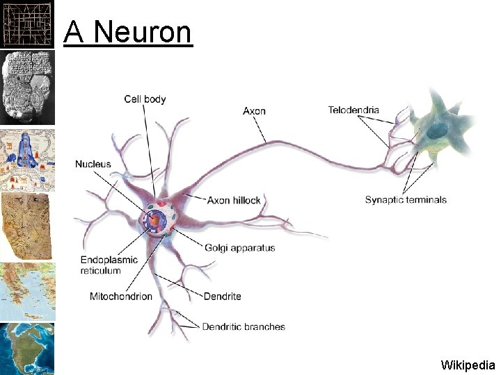 A Neuron Wikipedia 