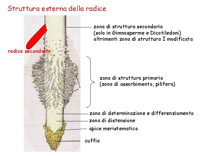 Struttura esterna della radice zona di struttura secondaria (solo in Gimnosperme e Dicotiledoni) altrimenti