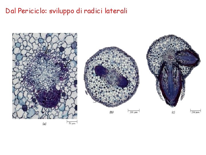Dal Periciclo: sviluppo di radici laterali 