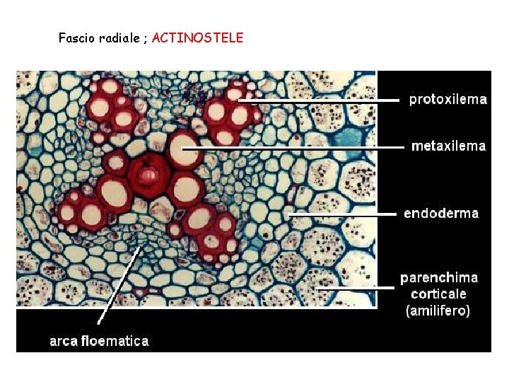 Fascio radiale ; ACTINOSTELE 