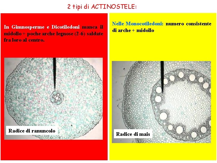 2 tipi di ACTINOSTELE: In Gimnosperme e Dicotiledoni manca il midollo + poche arche