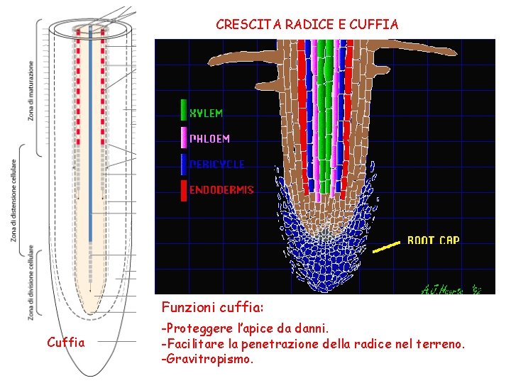 CRESCITA RADICE E CUFFIA Funzioni cuffia: Cuffia -Proteggere l’apice da danni. -Facilitare la penetrazione