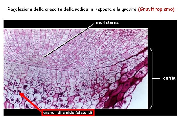 Regolazione della crescita della radice in risposta alla gravità (Gravitropismo). 