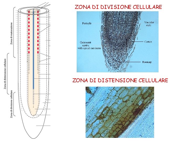 ZONA DI DIVISIONE CELLULARE ZONA DI DISTENSIONE CELLULARE 