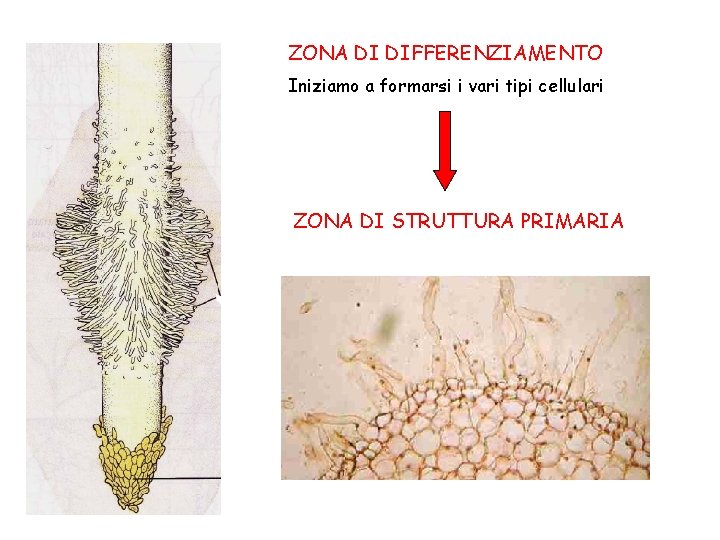 ZONA DI DIFFERENZIAMENTO Iniziamo a formarsi i vari tipi cellulari ZONA DI STRUTTURA PRIMARIA