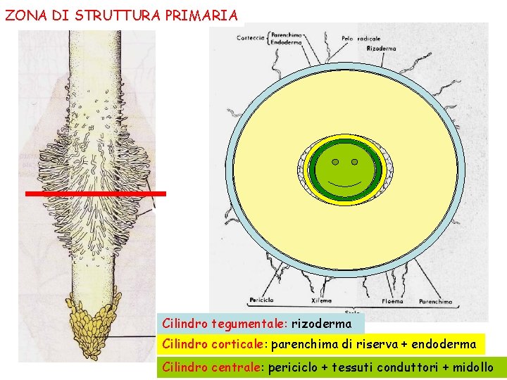 ZONA DI STRUTTURA PRIMARIA Cilindro tegumentale: rizoderma Cilindro corticale: parenchima di riserva + endoderma