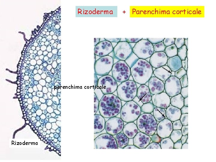 Rizoderma parenchima corticale Rizoderma + Parenchima corticale 