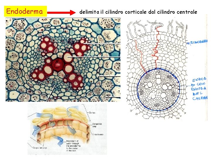 Endoderma delimita il cilindro corticale dal cilindro centrale 